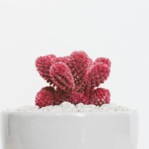 Desert Wilderness - A striking red cactus in a white pot with pebble #1048036