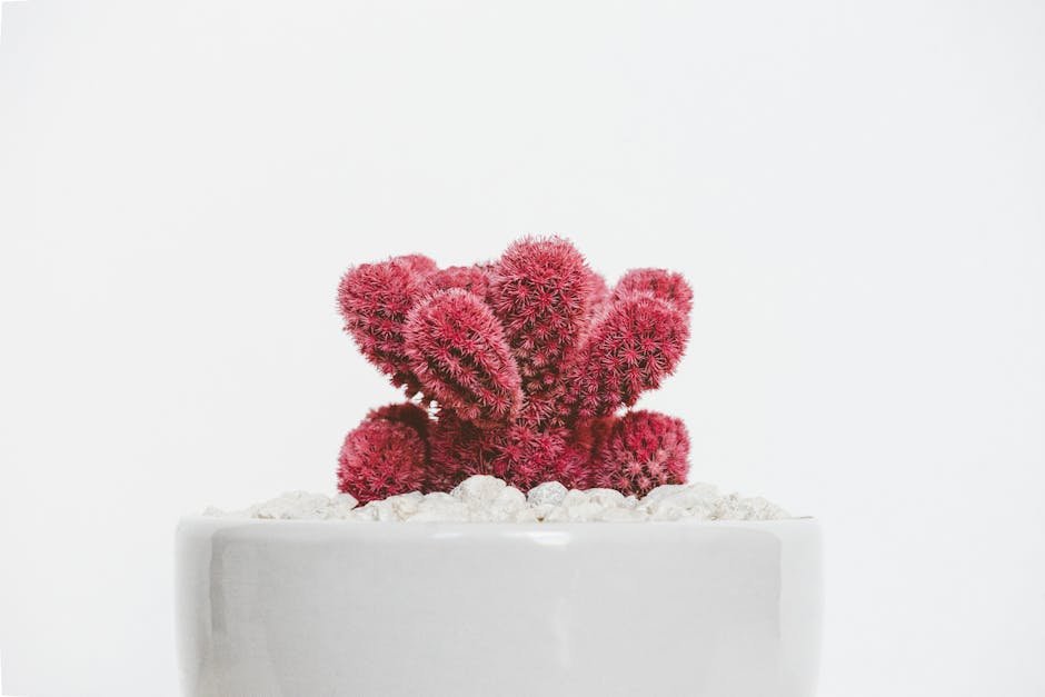 desert wilderness a striking red cactus in a white pot with pebble #1048036 Desert Wilderness - A striking red cactus in a white pot with pebble #1048036
