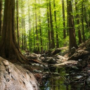 Forest Nature - Serene forest scene with tall trees and a peacef #1068508