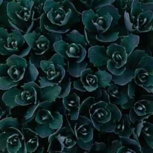 Beach Scenery - A vivid close-up of dark green succulent leaves #1090972