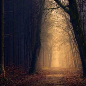 Forest Nature - Explore the serene beauty of a misty forest path #1102912