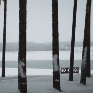 Forest Nature - Scenic view of snow-covered riverbank and trees #11622129