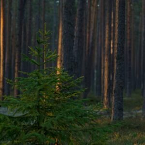 Forest Nature - Tranquil and peaceful pine forest scene at dusk  #14258704
