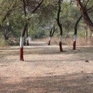 Desert Wilderness - A serene pathway lined with trees painted at the #15461442