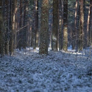 Forest Nature - Peaceful forest scene with tall trees and a snow #15666625