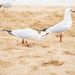 Beach Scenery - A serene view of seagulls on sandy Dubai beach,  #17363197
