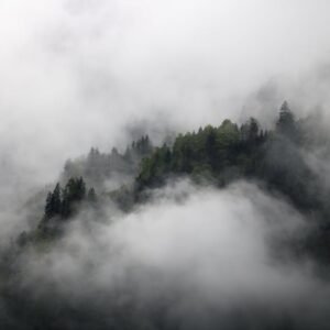 Forest Nature - Dense mist engulfs a forested mountain landscape #17720580