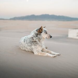 Desert Wilderness - An Australian Cattle Dog relaxing on the Samalay #17923079