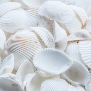 Beach Scenery - A detailed close-up of white seashells creating  #1883386
