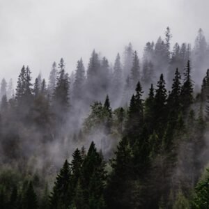 Lake Reflections - A serene winter landscape featuring misty conife #19928449