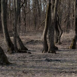 Forest Nature - Tranquil scene of leafless trees in a quiet fore #20136101