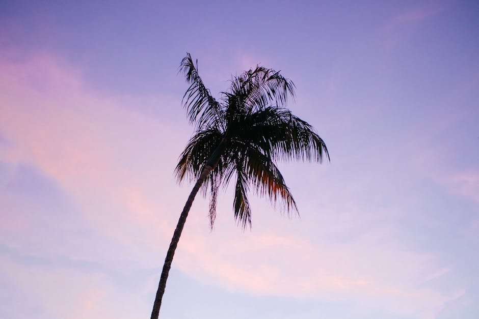 beach scenery a palm tree silhouetted against a vibrant sunset #2371936 Beach Scenery - A palm tree silhouetted against a vibrant sunset #2371936
