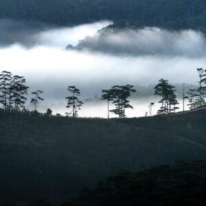 Forest Nature - Captivating view of misty mountains and fog enve #2582624