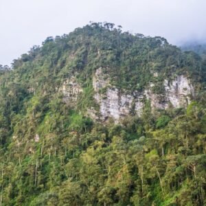 Forest Nature - Explore the vibrant greenery and fog-kissed peak #28154332