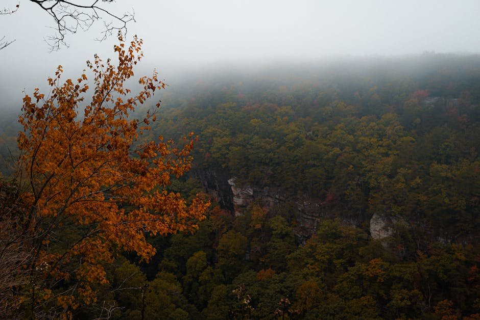 forest nature a misty autumn forest landscape featuring vivid #28708795 Forest Nature - A misty autumn forest landscape featuring vivid #28708795