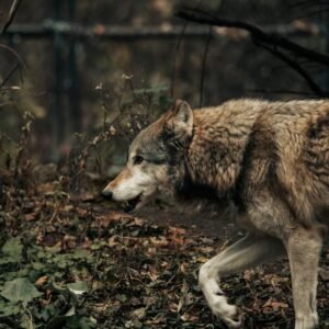 Forest Nature - A captivating close-up of a gray wolf navigating #29514155