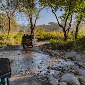 Forest Nature - Explore the wilderness of Uttarakhand with an of #29666812