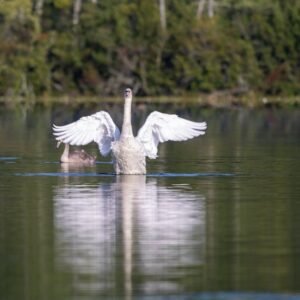 Lake Reflections - A graceful swan spreads its wings on a calm lake #31250567