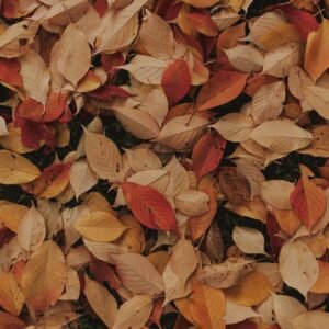 Forest Nature - A beautiful close-up of colorful autumn leaves, #3150553