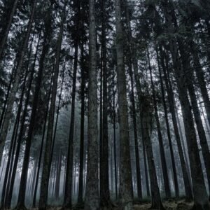 Forest Nature - Explore the serene beauty of a misty coniferous  #326337