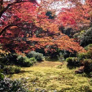 Lake Reflections - Explore the serene beauty of a Kyoto garden with #3285471