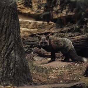 Forest Nature - A solitary gray fox stands among trees and rocks #33570530