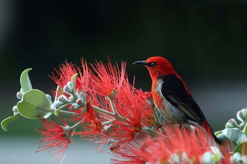 Desert Wilderness - Close-up of a Scarlet Honeyeater perched on vibr #36762