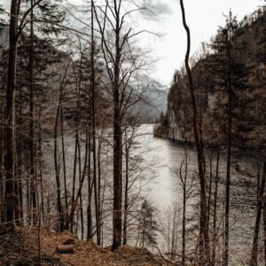 Lake Reflections - A peaceful scene of forest trees overlooking a t #6128463