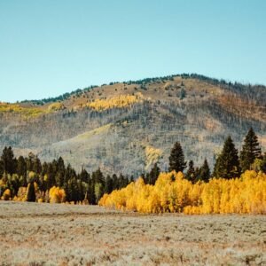 Forest Nature - A beautiful autumn landscape showcasing vibrant #9825172